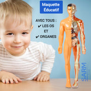 Découvrez la maquette éducative du corps humain qui prépare l'avenir des enfants